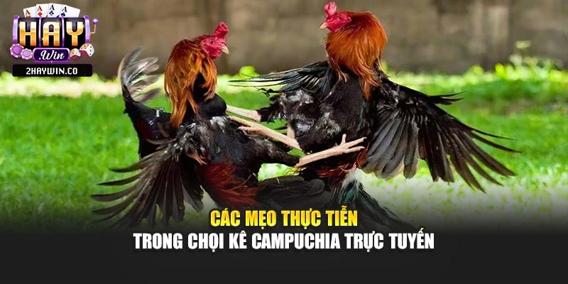 Các mẹo thực tiễn trong chọi kê campuchia trực tuyến