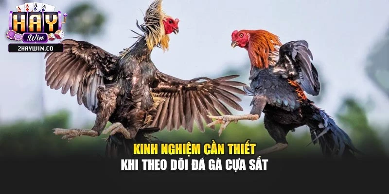 Kinh nghiệm cần thiết khi theo dõi đá gà cựa sắt