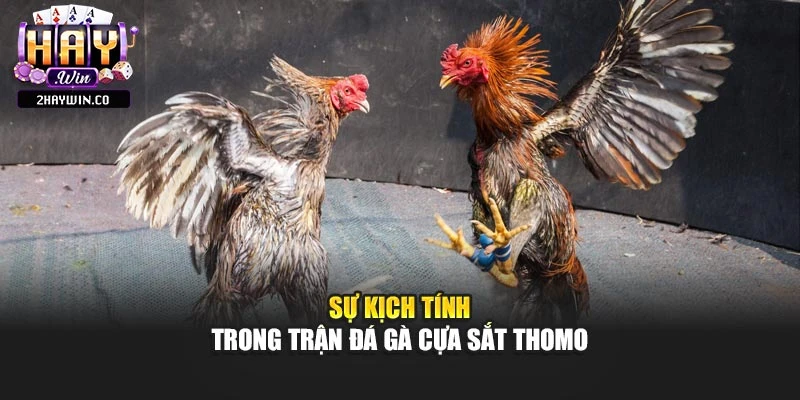 Sự kịch tính trong trận đá gà cựa sắt thomo
