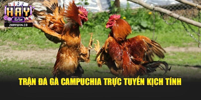 Trận đá gà campuchia trực tuyến kịch tính